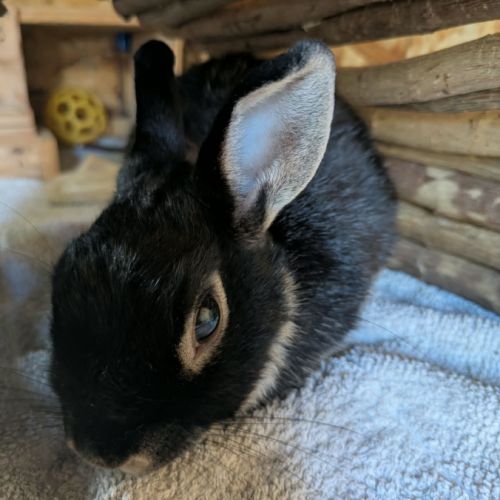 Nyx - lapin nain femelle #0