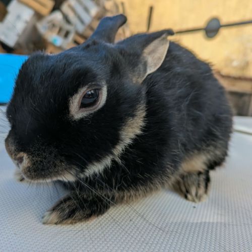 Nyx - lapin nain femelle #2
