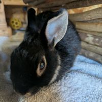 Nyx - lapin nain femelle