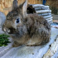 Panky - lapin mâle