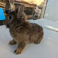 Panky - lapin mâle #2