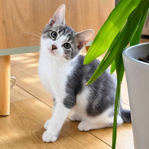 À l’adoption – finn, petit aventurier #1