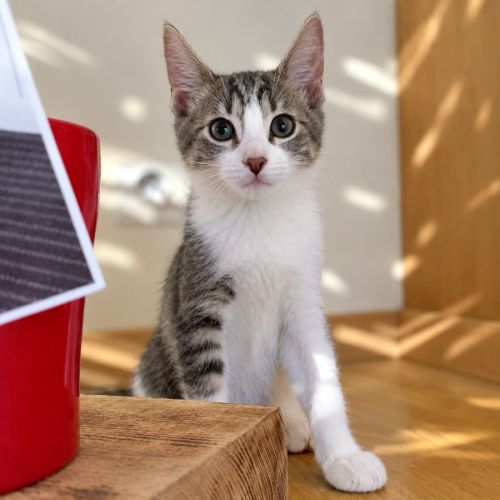 À l’adoption – finn, petit aventurier #0