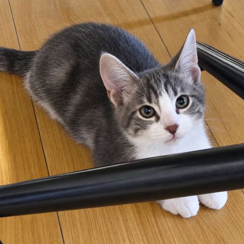 À l’adoption – finn, petit aventurier #3