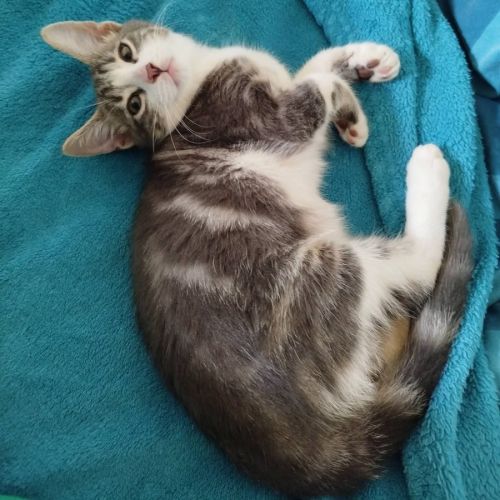 À l’adoption – finn, petit aventurier #4