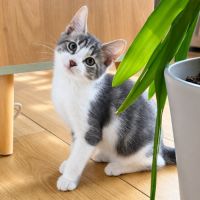 À l’adoption – finn, petit aventurier #1