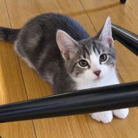 À l’adoption – finn, petit aventurier #3
