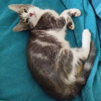 À l’adoption – finn, petit aventurier #4