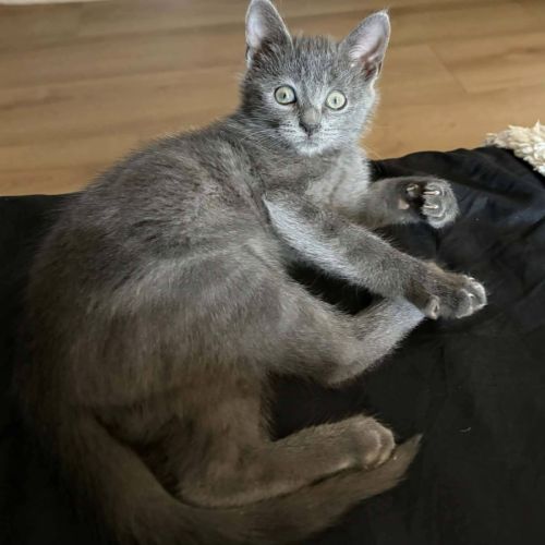 À l’adoption – biggie, petit par la taille #1