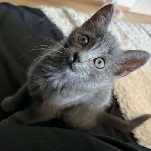À l’adoption – biggie, petit par la taille #3