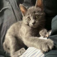 À l’adoption – biggie, petit par la taille #2