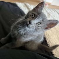 À l’adoption – biggie, petit par la taille #3