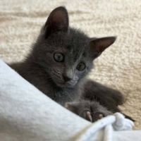 À l’adoption – biggie, petit par la taille #4