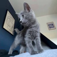 À l’adoption – biggie, petit par la taille