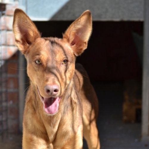 Raton- magnifique podenco #0