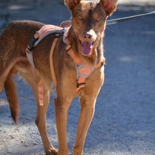 Raton- magnifique podenco #3