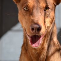 Raton- magnifique podenco #1