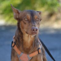 Raton- magnifique podenco #4