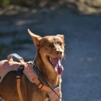 Raton- magnifique podenco #5