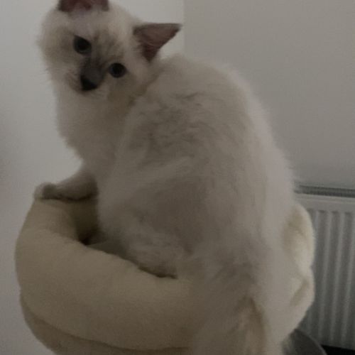 Chaton ragdoll blue
