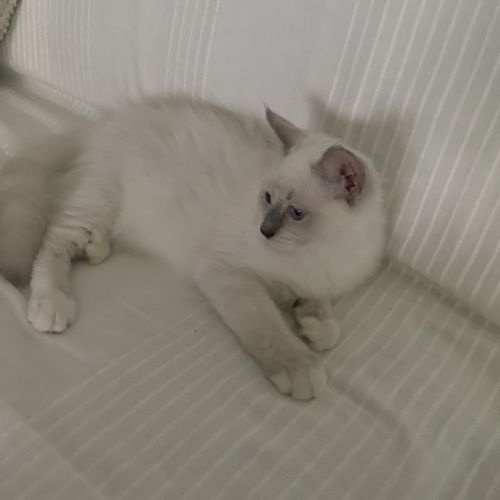Chaton ragdoll blue #2