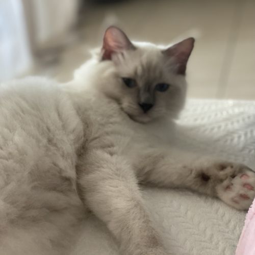 Chaton ragdoll blue #4