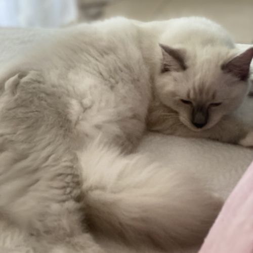 Chaton ragdoll blue #5