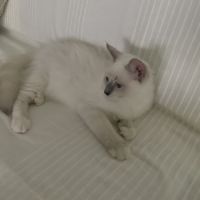 Chaton ragdoll blue #2