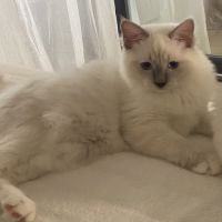 Chaton ragdoll blue #3
