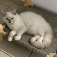 Chaton ragdoll blue #6