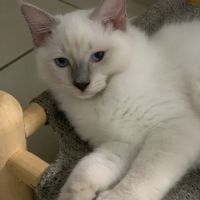 Chaton ragdoll blue #7