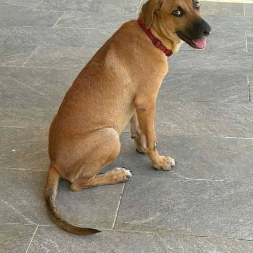 Bandit est un chouette chien #2