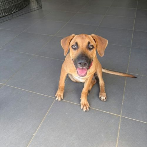 Bandit est un chouette chien #4