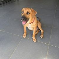 Bandit est un chouette chien