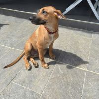 Bandit est un chouette chien #5