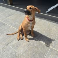 Bandit est un chouette chien #6