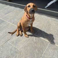 Bandit est un chouette chien #7