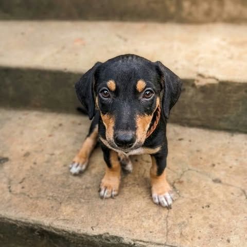 Lia, une merveille chienne #0
