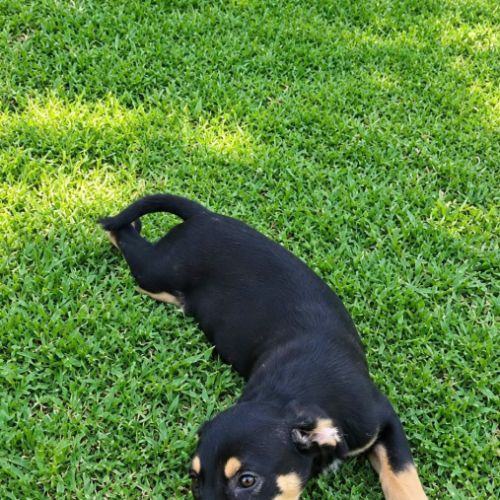 Lia, une merveille chienne #5