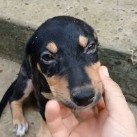 Lia, une merveille chienne #1