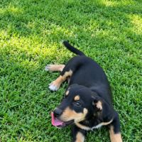 Lia, une merveille chienne #4