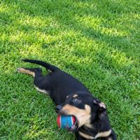 Lia, une merveille chienne #6