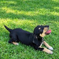 Lia, une merveille chienne #7