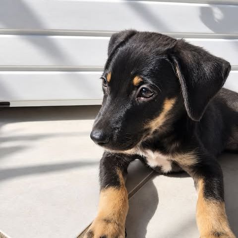Maggie, un amour de chienne #0