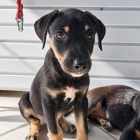 Maggie, un amour de chienne #3