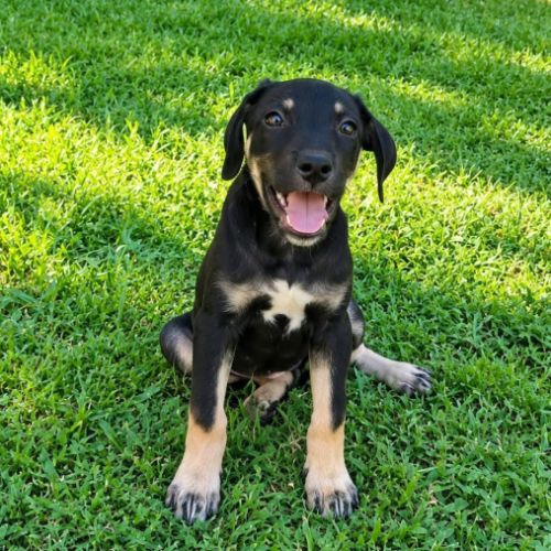 Maggie, un amour de chienne #5