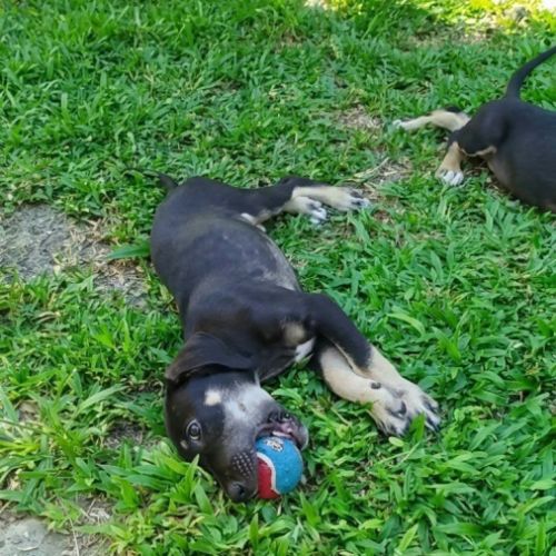 Maggie, un amour de chienne #6
