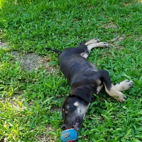 Maggie, un amour de chienne #7