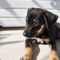 Maggie, un amour de chienne