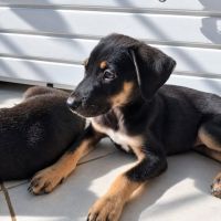 Maggie, un amour de chienne #2